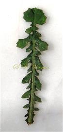  Basal leaf-Adaxial view